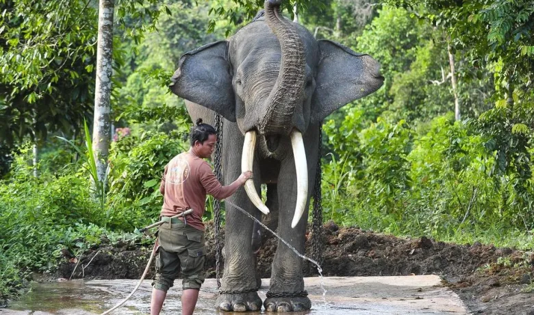 Special Plan: Presiden Prabowo Teken Inpres Penyelamatan Gajah, Apa Isinya?