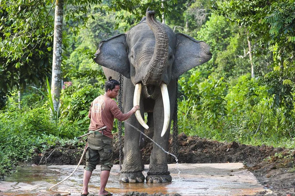 Special Plan: Presiden Prabowo Teken Inpres Penyelamatan Gajah, Apa Isinya?