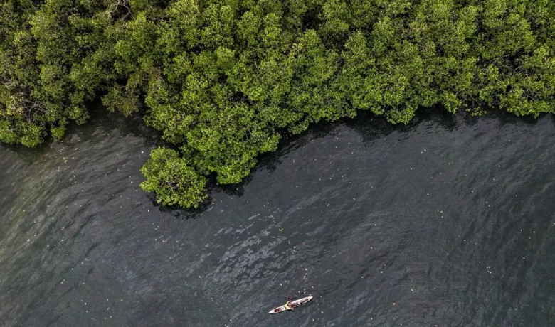 Komitmen ESG BNI Wujudkan Pelestarian Mangrove Berkelanjutan