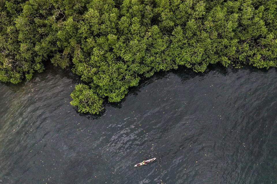 Komitmen ESG BNI Wujudkan Pelestarian Mangrove Berkelanjutan