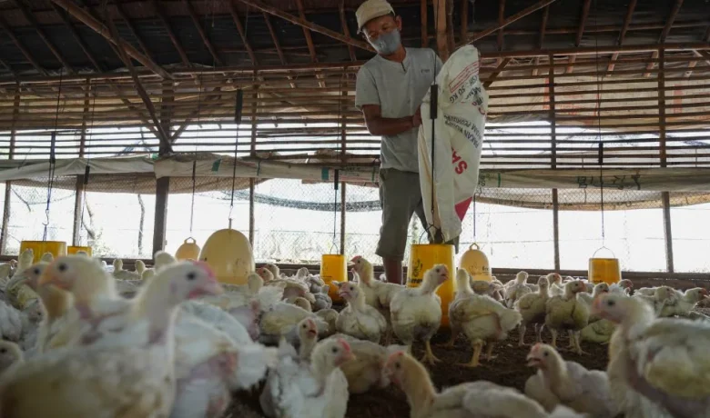 Topics Covered: [Foto] Peternak Ayam Merana, Biaya Pakan Naik Tapi Harga Jual Anjlok