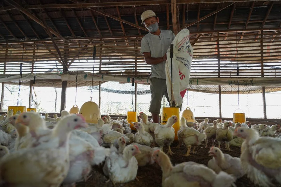 Topics Covered: [Foto] Peternak Ayam Merana, Biaya Pakan Naik Tapi Harga Jual Anjlok