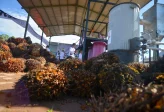 Produksi Sawit RI Terancam Susut 3 Juta Ton Imbas El Nino, Harga Berpotensi Naik