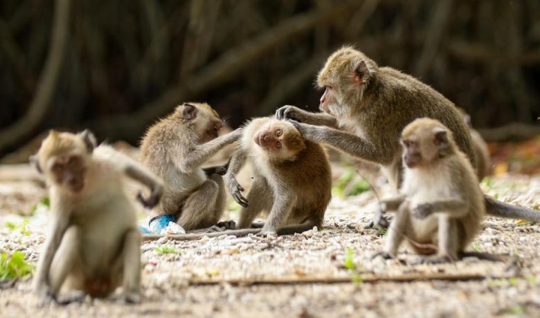 Kontroversi Breeding Monyet Ekor Panjang untuk Laboratorium Luar Negeri