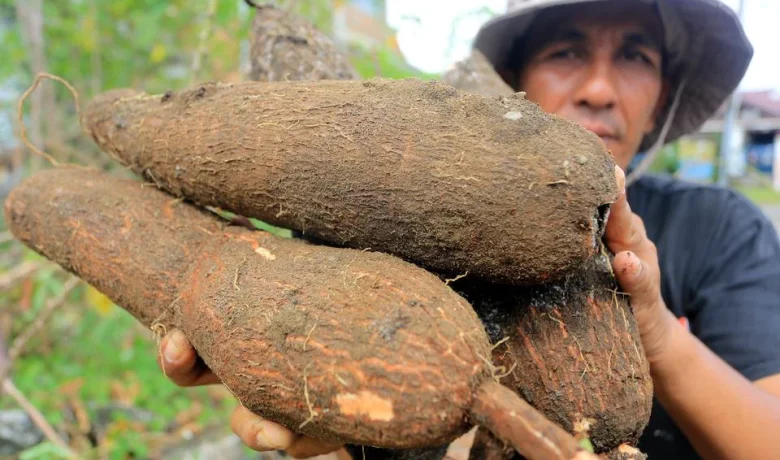 Tepung Singkong untuk Padamkan Karhutla: Ampuh atau Gimmick?