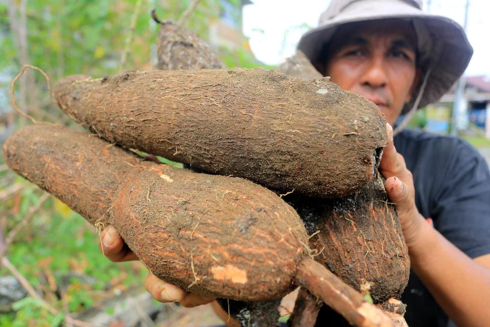 Tepung Singkong untuk Padamkan Karhutla: Ampuh atau Gimmick?