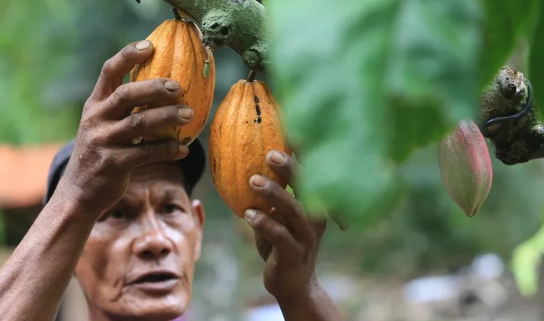 Produksi Kakao Besar, Sulawesi Tengah Ingin Tarik Investor Bangun Industri Hilir