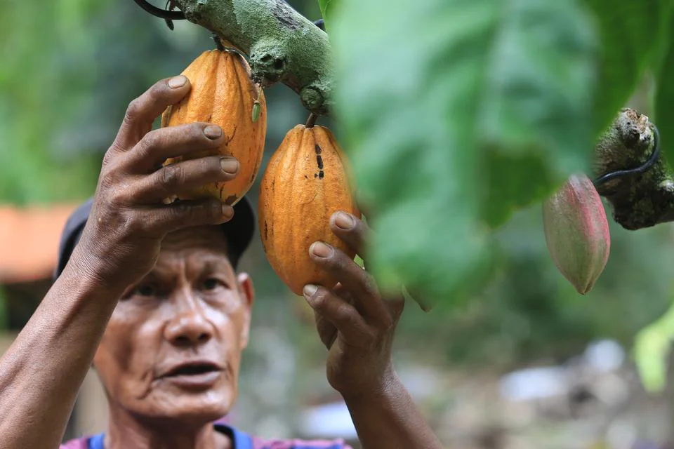 Produksi Kakao Besar, Sulawesi Tengah Ingin Tarik Investor Bangun Industri Hilir