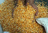Harga Telur Anjlok, Bapanas Siapkan Tambahan Jagung Pakan Murah 150 Ribu Ton