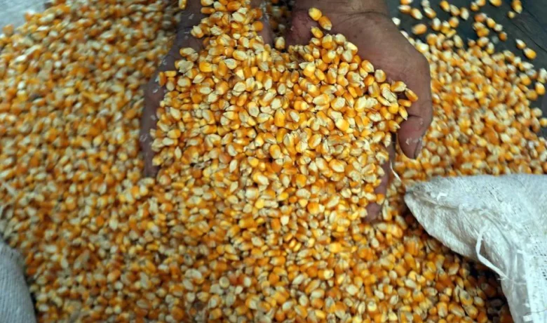 Harga Telur Anjlok, Bapanas Siapkan Tambahan Jagung Pakan Murah 150 Ribu Ton