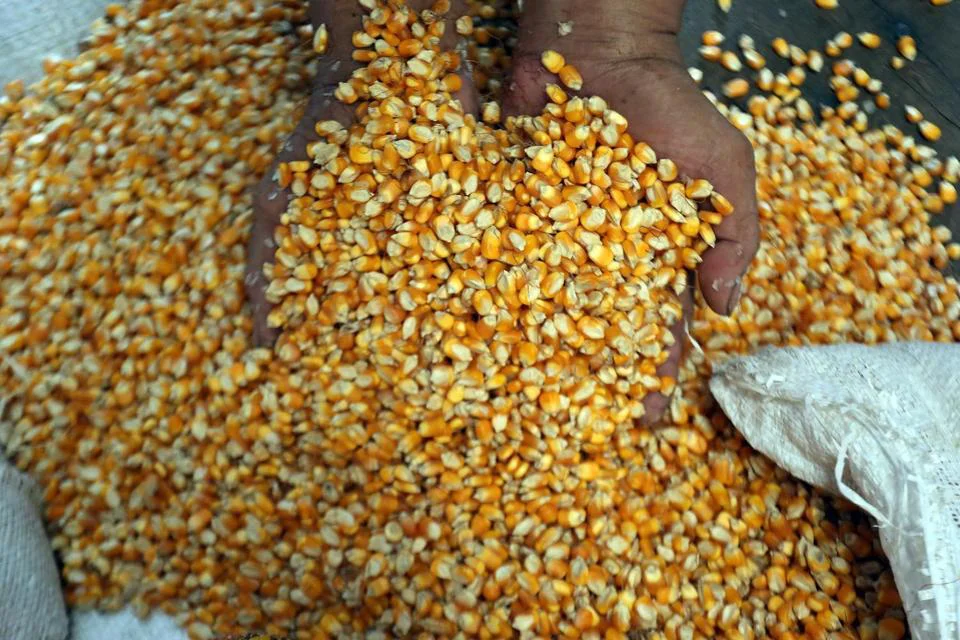 Harga Telur Anjlok, Bapanas Siapkan Tambahan Jagung Pakan Murah 150 Ribu Ton