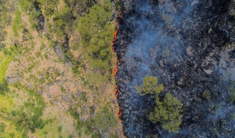 Api di Kawasan Kunci Biodiversitas: 22 Ribu Hektare Terindikasi Terbakar