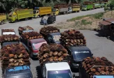 Tarif Sawit RI ke Eropa Jadi Nol, Aturan Kerusakan Hutan Jadi Tantangan