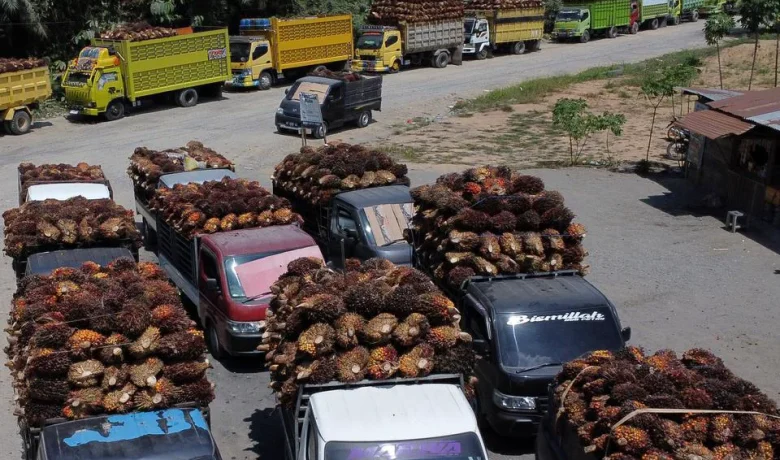 Tarif Sawit RI ke Eropa Jadi Nol, Aturan Kerusakan Hutan Jadi Tantangan