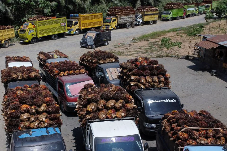 Tarif Sawit RI ke Eropa Jadi Nol, Aturan Kerusakan Hutan Jadi Tantangan