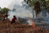 Kemenhut Sanksi 6 Perusahaan Imbas Kebakaran Hutan 1.511 Hektare di Kalimantan