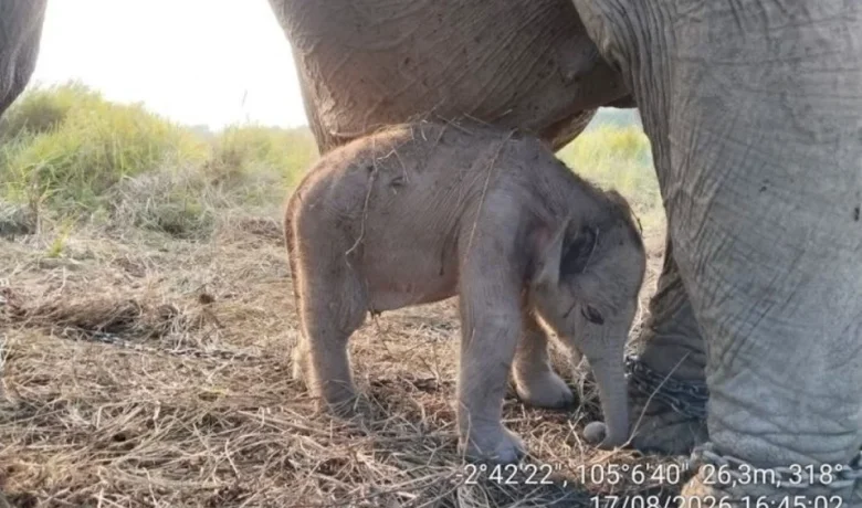 Bayi Gajah Sumatra Lahir di Hari Kemerdekaan, Kabar Baik di Tengah Duka