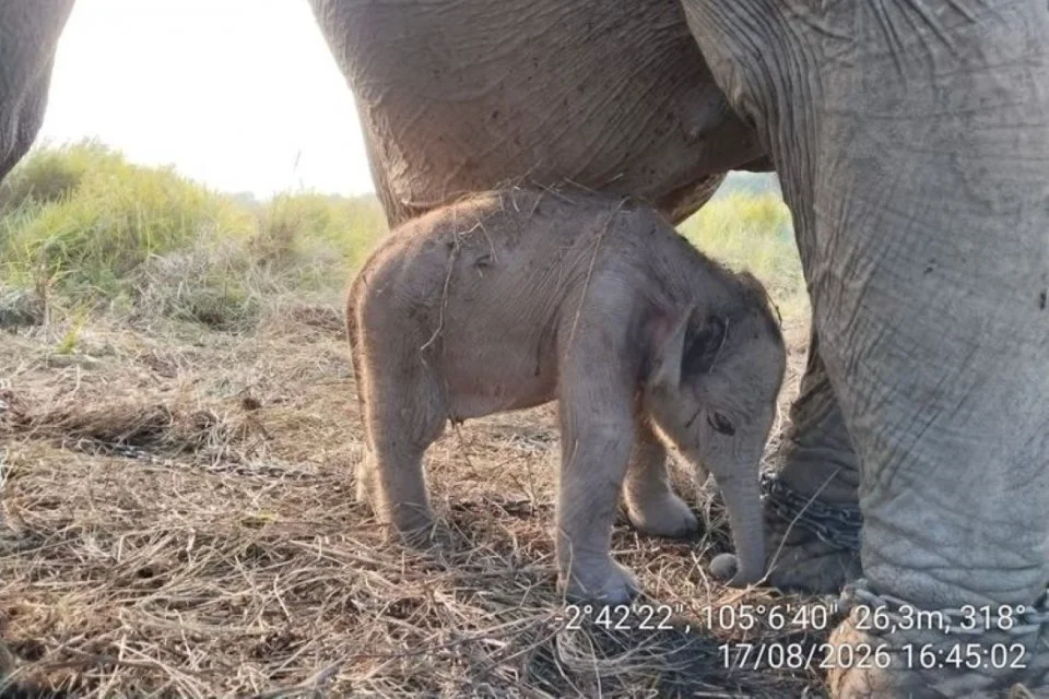 Bayi Gajah Sumatra Lahir di Hari Kemerdekaan, Kabar Baik di Tengah Duka
