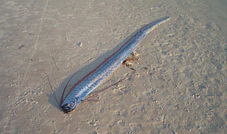 Kenapa Oarfish Disebut Ikan Kiamat? Ini Fakta Sebenarnya