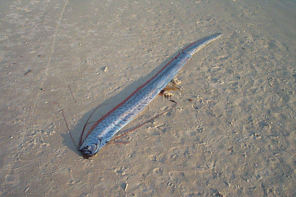 Kenapa Oarfish Disebut Ikan Kiamat? Ini Fakta Sebenarnya