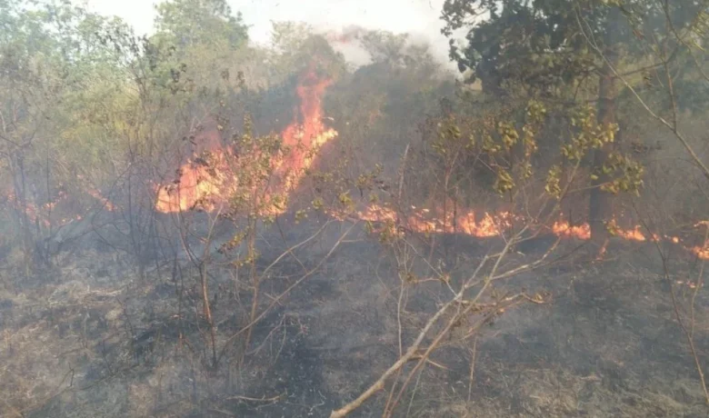 Kebakaran di Taman Nasional Way Kambas, Pemadaman Terkendala Akses Kendaraan