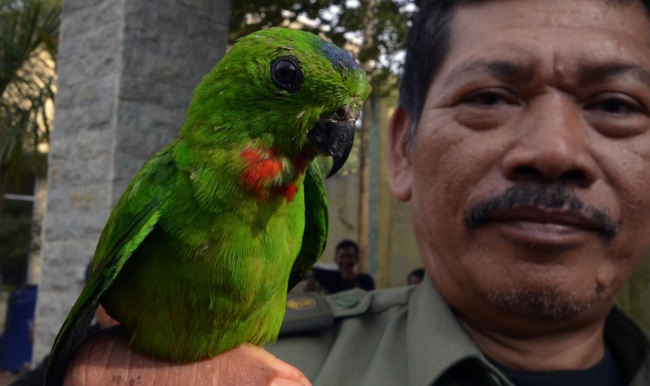 BKSDA Jambi Gagalkan Penyelundupan Burung Dilindungi Tanpa Dokumen
