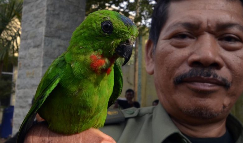 BKSDA Jambi Gagalkan Penyelundupan Burung Dilindungi Tanpa Dokumen
